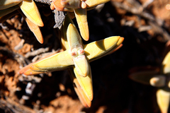 Crassula grisea