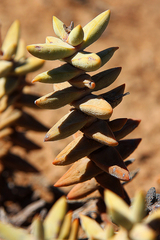 Crassula grisea