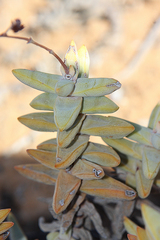 Crassula grisea