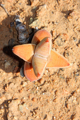 Crassula grisea