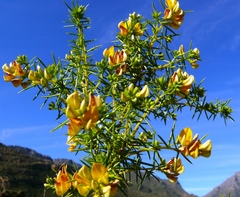 Aspalathus vulnerans