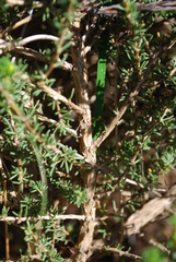 Aspalathus arida arida
