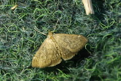 Anania fuscalis