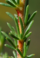 Aspalathus arida arida