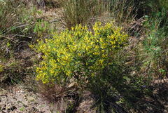 Aspalathus arida arida