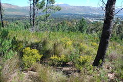 Aspalathus arida arida