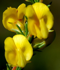 Aspalathus arida arida