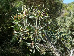 Euphorbia loricata