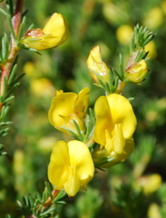 Aspalathus arida arida