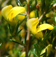 Aspalathus arida arida