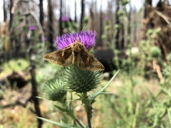 Autographa metallica