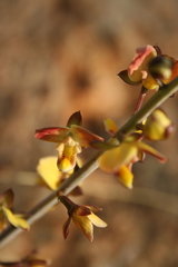 Eulophia tuberculata
