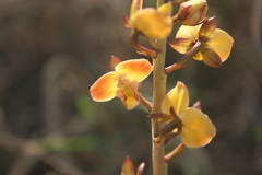 Eulophia tuberculata