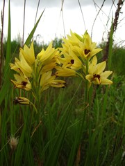 Eulophia welwitschii