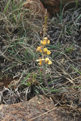 Eulophia tuberculata