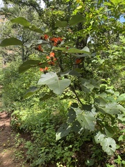 Erythrina breviflora