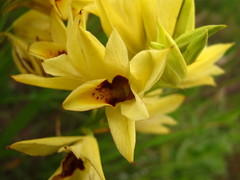 Eulophia welwitschii