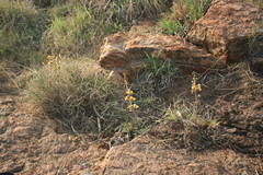 Eulophia tuberculata