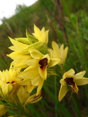 Eulophia welwitschii