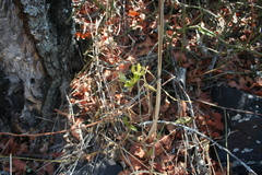 Eulophia hereroensis