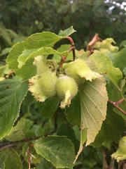 Corylus americana