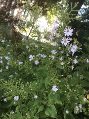 Symphyotrichum cordifolium