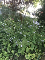 Symphyotrichum cordifolium