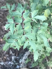 Berberis swaseyi