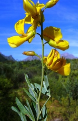 Calobota