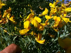 Calobota