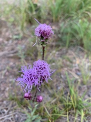 Liatris ligulistylis