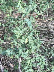 Berberis swaseyi