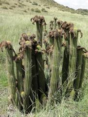 Trichocereus spachianus