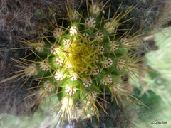 Trichocereus spachianus