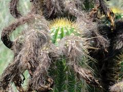 Trichocereus spachianus