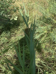 Phragmites australis
