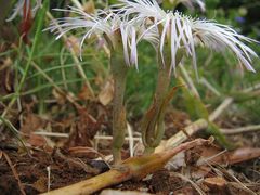 Mesembryanthemoideae