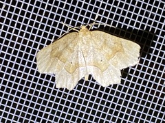 Metarranthis indeclinata