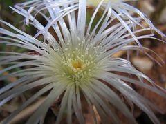 Mesembryanthemoideae