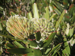 Leucospermum erubescens
