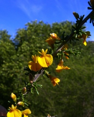 Aspalathus spinescens lepida