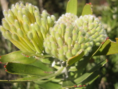 Leucospermum erubescens