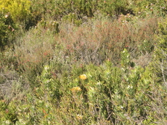 Leucospermum erubescens