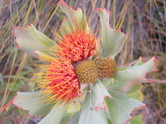 Leucospermum mundii