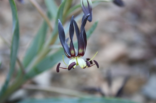 slangkop (Ornithoglossum parviflorum)