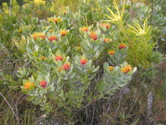 Leucospermum mundii