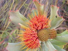 Leucospermum mundii