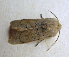 Orthosia gracilis