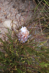 Protea scorzonerifolia