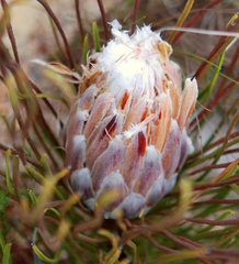 Protea scorzonerifolia